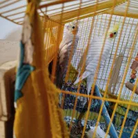 جفت عروس هلندی