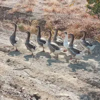 ۶ عدد فروشی