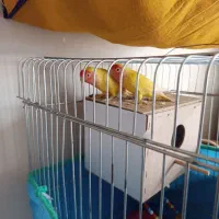 طوطی برزیلی