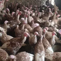 بوقلمون بربون تعداد 100 نر و ماده یکجا بفروش میرسد|حیوانات مزرعه|دشتابی, |دیوار