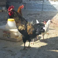 خروس رسمی. ورجان|حیوانات مزرعه|قم, پردیسان|دیوار
