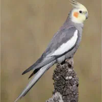 عروس هلندی گمشده