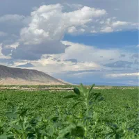 اجاره-زمین-کشاورزی-جهرم