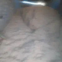 کاه‌گندم‌فروشی