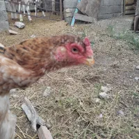 مرغ لاری|حیوانات مزرعه|رامیان, |دیوار