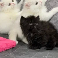 گربه های پرشین اسکاتیش بریتیش توله