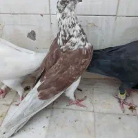 کفتر نر|پرنده|قم, سید معصوم|دیوار