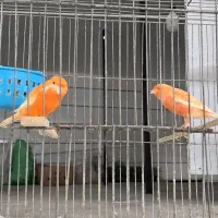 انواع قناری مست تک وجفت