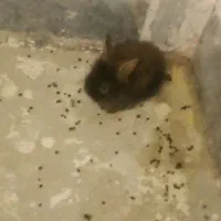 خرگوش لوپ خوشگل و ناز|موش و خرگوش|بیرجند, |دیوار