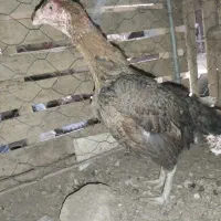 مرغ لاری اصیل|حیوانات مزرعه|خواف, |دیوار