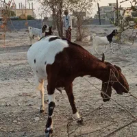 بز چاق سنگین بالای25کیلوگوشت خالص نزار مخصوص قصابی|حیوانات مزرعه|رودان, |دیوار