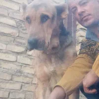 سلام سگ پژدر ۱۷ ماهه چند جفت عروس هلندی|سگ|ایجرود, |دیوار