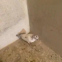 کبوتر|پرنده|دهگلان, |دیوار