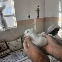 کفتر سفید دم سیاه کاکلی|پرنده|قم, انصار‌الحسین|دیوار