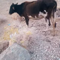 گاو و گوساله نر