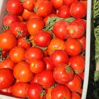 انواع گوجه زمینی بازاری ،سفت و‌گوشتی پی اس و گرد|خوردنی و آشامیدنی|قوچان, |دیوار