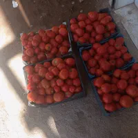 گوجه فرنگی تازه (( تماته درجه یک))