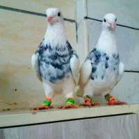 کفتر ماده پرشی صید بشرط هوا