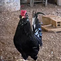 خروس گلین مشکی مخملی با پراهای براق