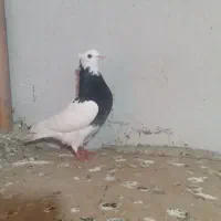 یک عدد طوقی ماده پام