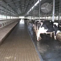 گاوداری صنعتی با مجوز ۱۰۰راس شیری واقع در شهریار