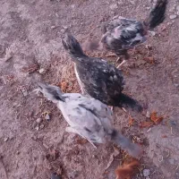 سه تا جوجه شاسی دار و درشت و خورند