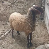 بره ماده