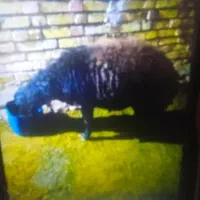 گوسفند هترو