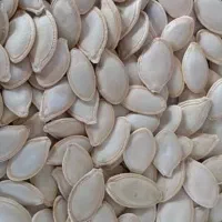 فروش تخم کدو