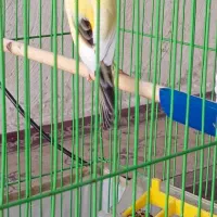 قناری سوپر مست|پرنده|خورموج, |دیوار