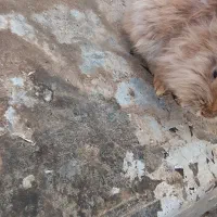 خرگوش لوپ ومعمولی|موش و خرگوش|ماهدشت, |دیوار