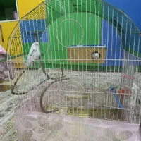 مرغ عشق|پرنده|رباط‌کریم, الارد|دیوار