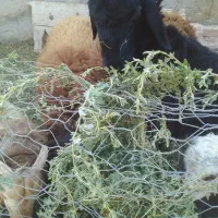 بره نر|حیوانات مزرعه|جوین, |دیوار