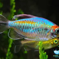 ماهی تترا  کنگو