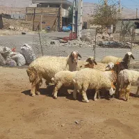 بره و قوچ|حیوانات مزرعه|دره شهر, |دیوار