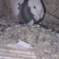 کفتر|پرنده|مشهد, مهدی آباد|دیوار