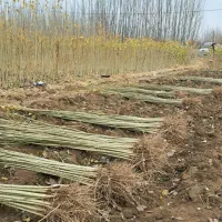 فروش نهال|حراج|اردبیل, |دیوار