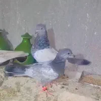 سینه سبز جهرم