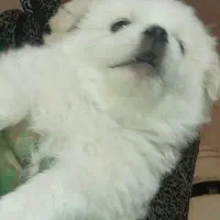 سگ پاکوتاه
