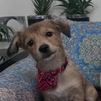 واگذاری رایگان سگ