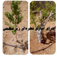 باغبانی آبیاری قطره‌ای کاشت سم پاشی هرس فضای سبز|خدمات باغبانی و درختکاری|شیراز, شهرک گلستان|دیوار