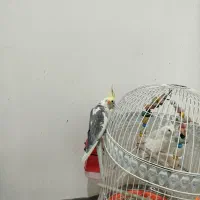 عروس هلندی سخنگو|پرنده|کرمان, |دیوار