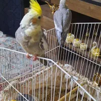 عروس هلندی نروماده خوش صدا آوازخون