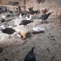 فروش فوری بوقلمون