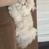 گربه