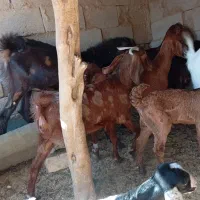 بز فروشی|حیوانات مزرعه|هیرمند, |دیوار