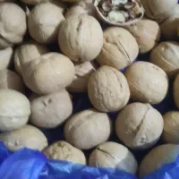 شادگان مشمولی|سایر لوازم برقی|شادگان, |دیوار