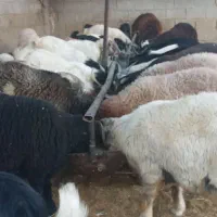 گوسفند بره کهره شهرک صنعتی