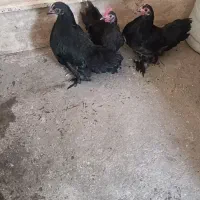 مرغ خروس ژاپنی چینی پر کلاغی اصل