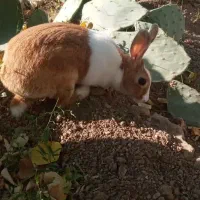 خرگوش خونگی|موش و خرگوش|شاهرود, |دیوار